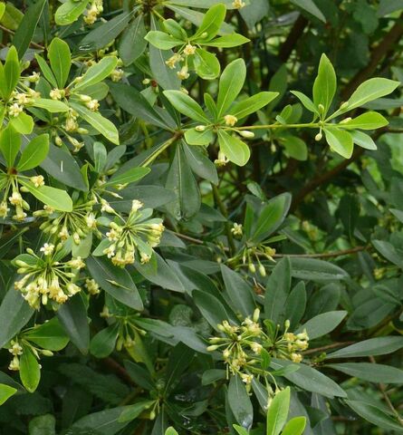 Pittospore oranger de Chine au camping, une plante mellifère dans les Jardins de La Pascalinette®, dans le Var