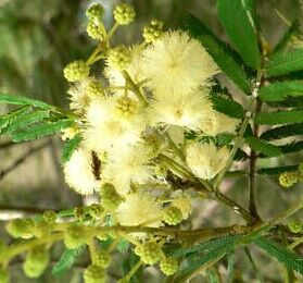 Mimosa parramatta : un géant au camping