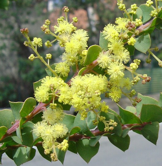 Acacia Pravissima