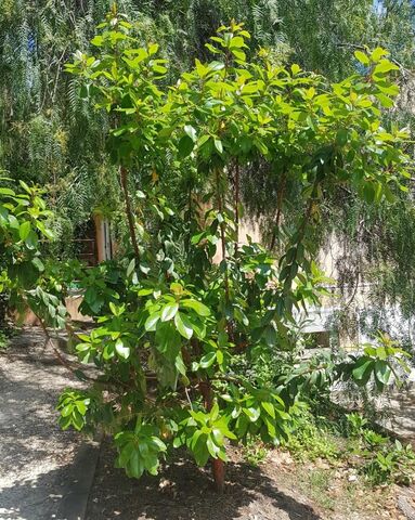 L'Arbousier de Chypre est au camping