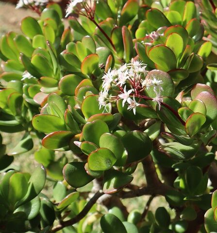 Arbre de Jade au camping