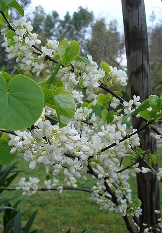 Arbre de Judée blanc