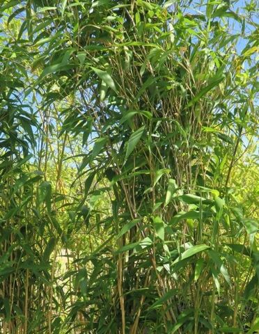 Bambou flèche au camping