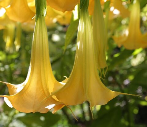 Le Brugmansia aurea ou Trompette des Anges