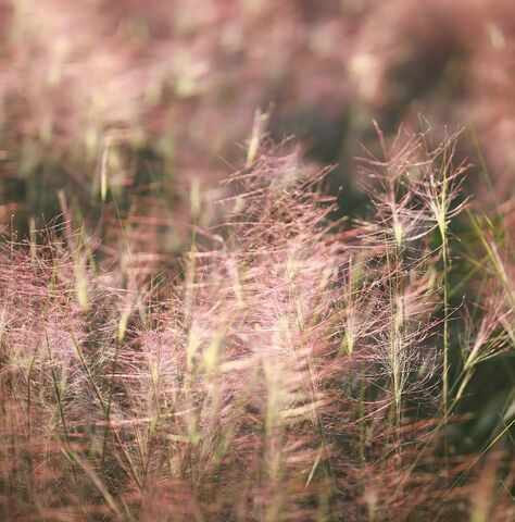 Avec sa grâce intemporelle, le Muhlenbergia capillaris offre une esthétique originale