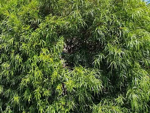 On apprécie l'ombre du Sumac africain au camping**** Les Jardins de La Pascalinette ® dans le Var