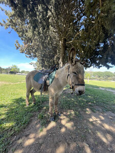 Camping Les Jardins de la Pascalinette Â®