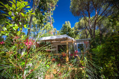 Grevillea Johnsonii
