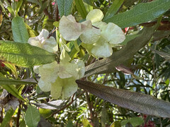 Dodonea