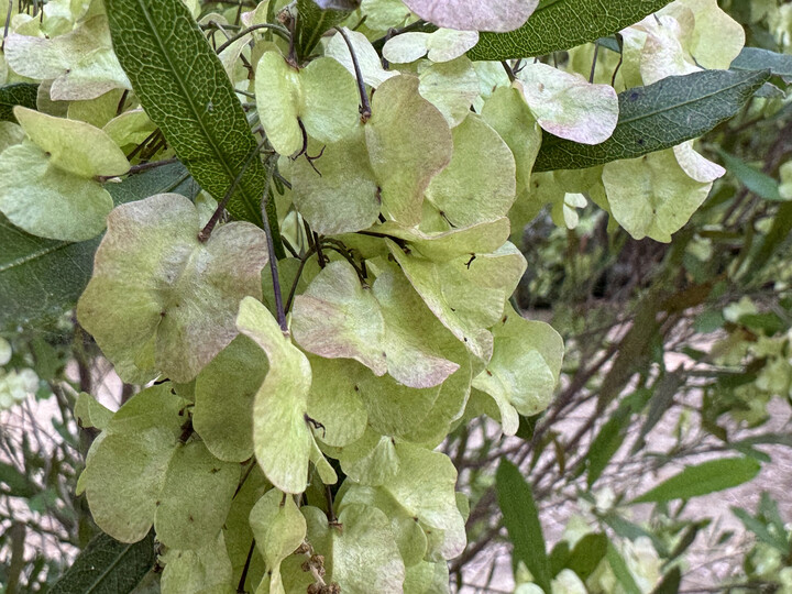 Dodonea