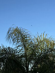 Camping Les Jardins de la Pascalinette ®