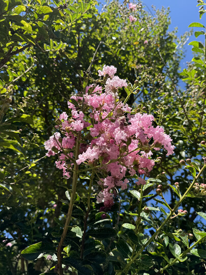 Lilas d'été (ou lilas des Indes)