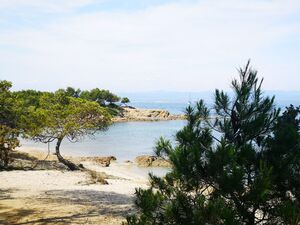 Plage de Hyères ciel bleu et pins