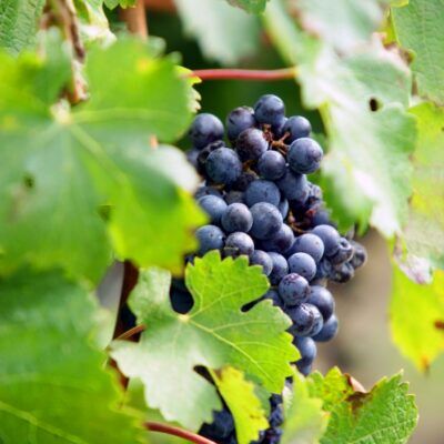 VÉLO - Le col du Babaou / Pierrefeu-du-Var