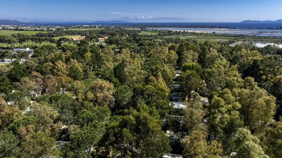 La forêt du camping et ses bienfaits