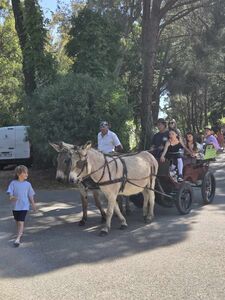 Ânes tirant une calèche avec des enfants
