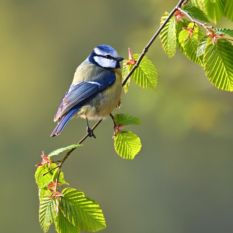 Mésange bleue au camping sur une branche